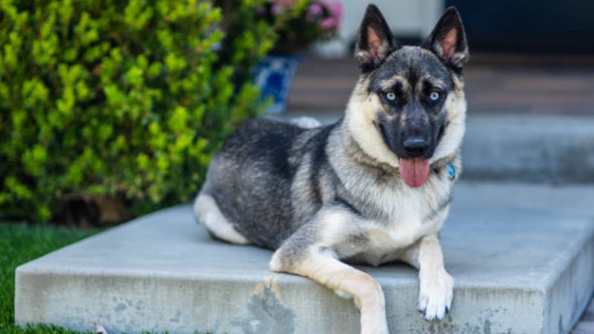Video: Perrita perdida vuelve a casa y toca el timbre para entrar