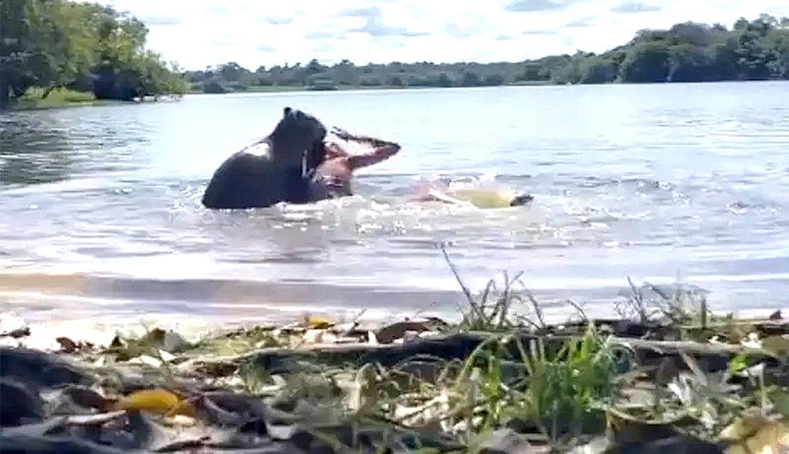 Video: Ataca roedor más grande del mundo a joven en laguna de Colombia
