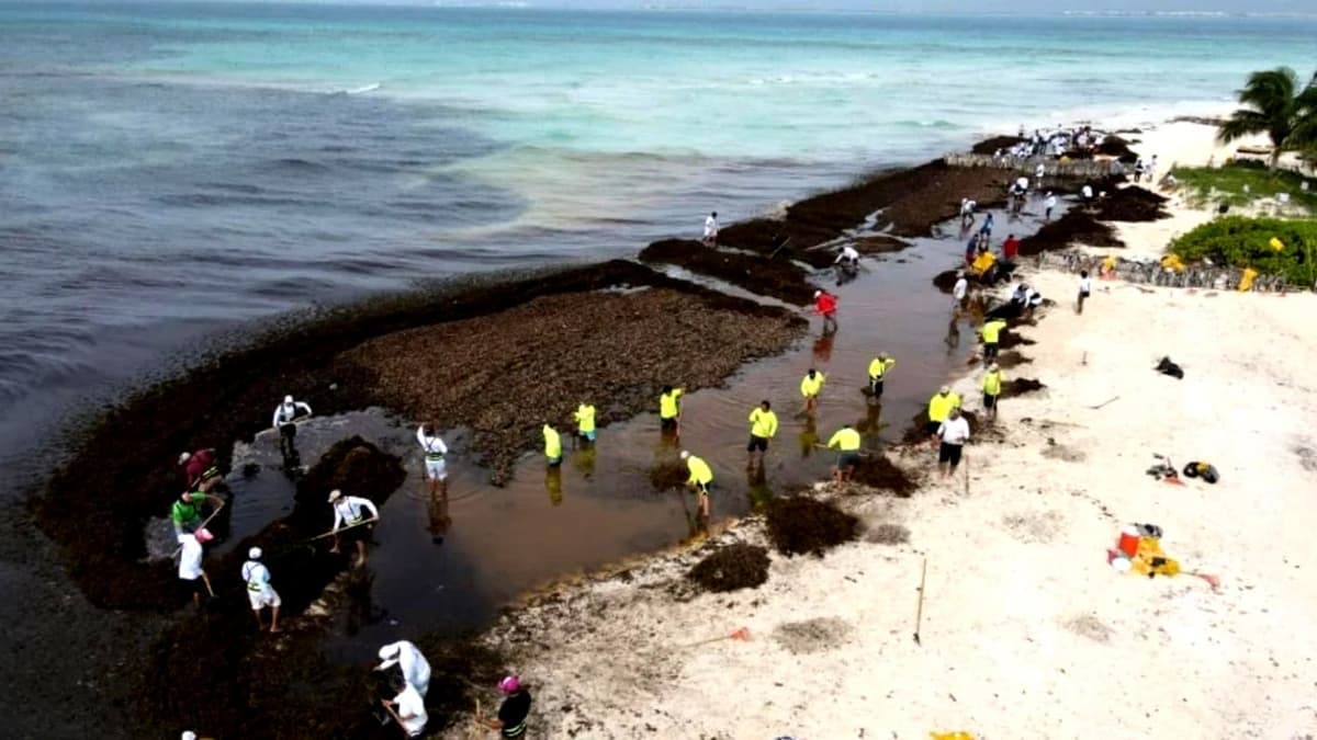 Prevén arribo de 50 mil toneladas de sargazo a Quintana Roo en 2025