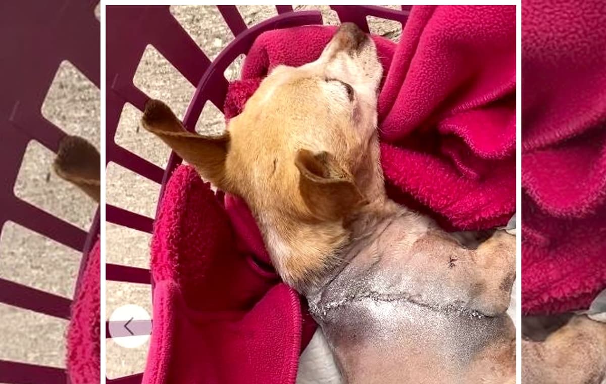 Video: Ataca sujeto con machete a perrita que tomaba el sol en Naucalpan, Edomex