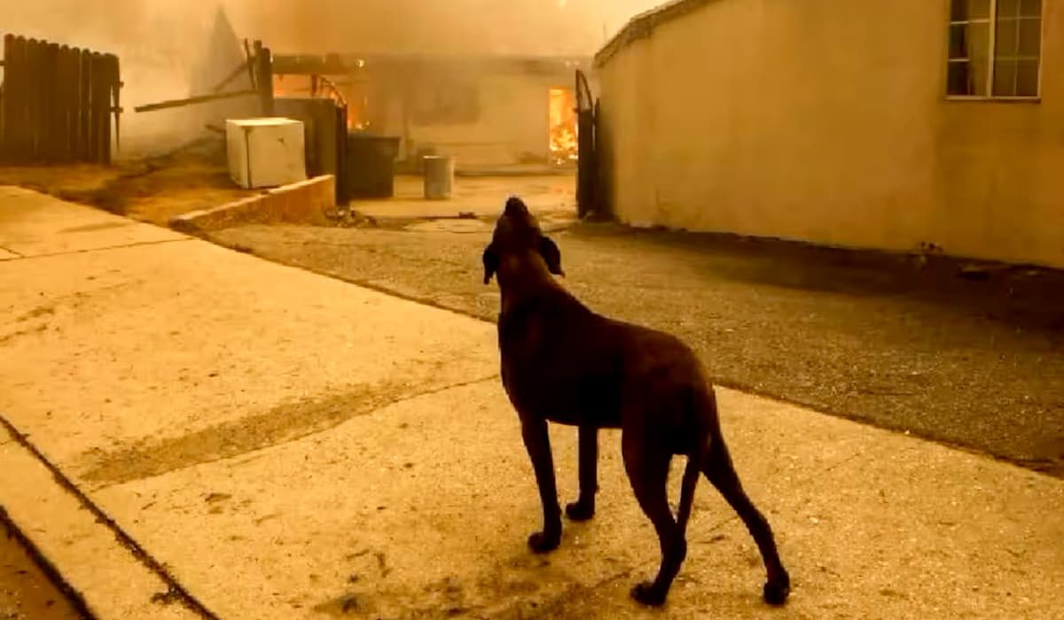 Video: Tienen feliz reencuentro mascotas y dueños tras incendios de Los Ángeles