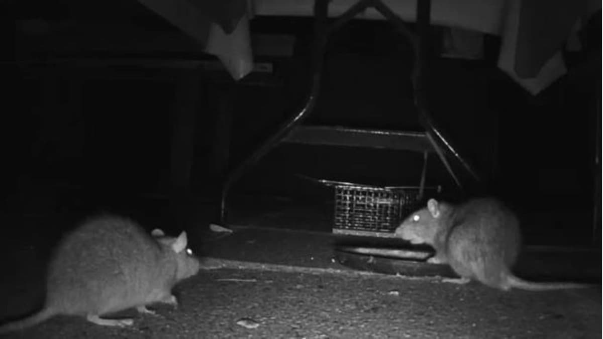 Hallan ratas adictas a las drogas en depósitos de la policía en Estados Unidos