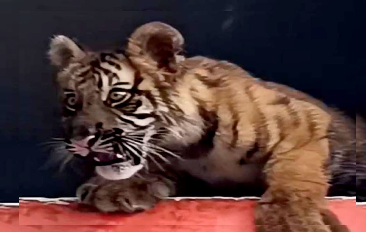 Video: Captan a cachorro de tigre en ventana de departamento en Cozumel