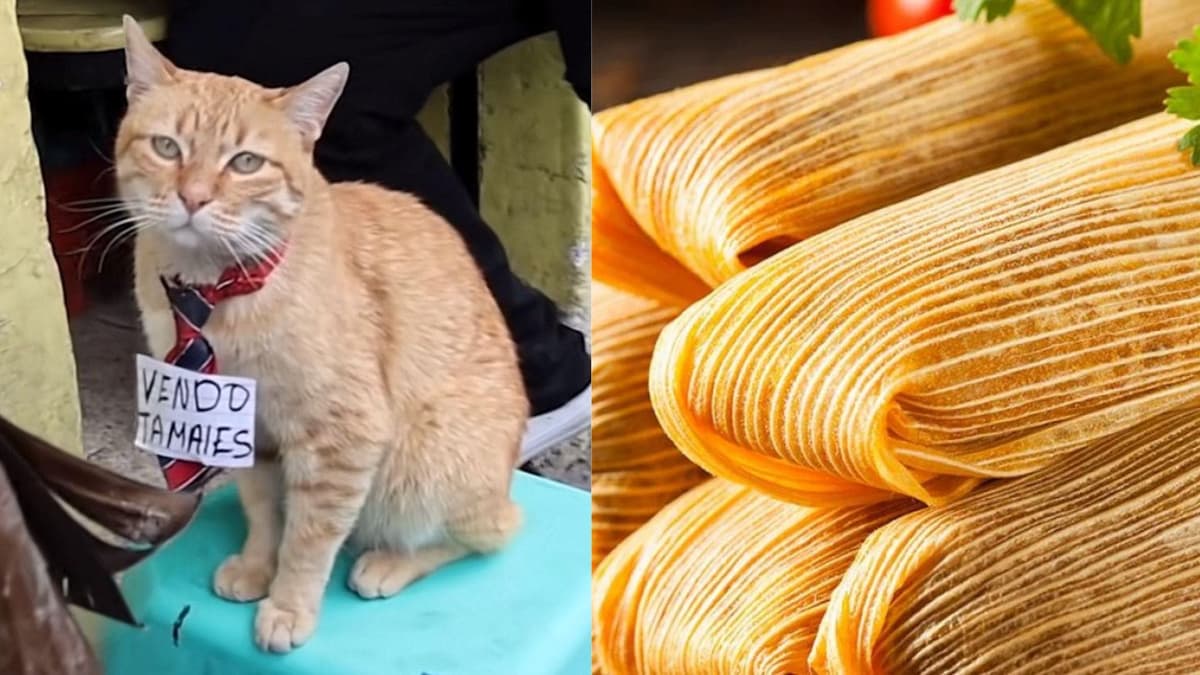 Video: Gatito se vuelve viral por vender tamales en Toluca, Edomex