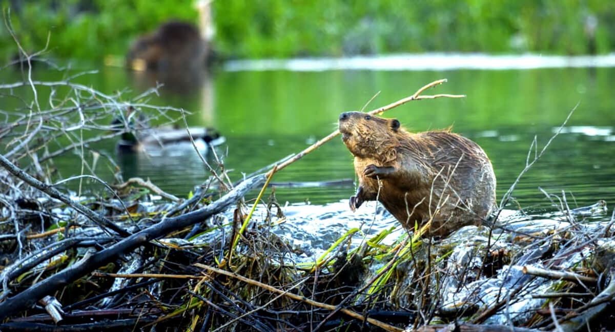 Video: Construyen castores presa en dos días; ahorran tiempo y dinero a Chequia