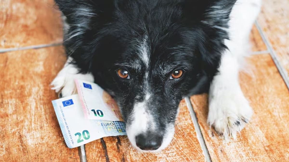 Hombre se separa  de su exnovia y jueza le ordena pagar pensión alimenticia para sus mascotas en Brasil