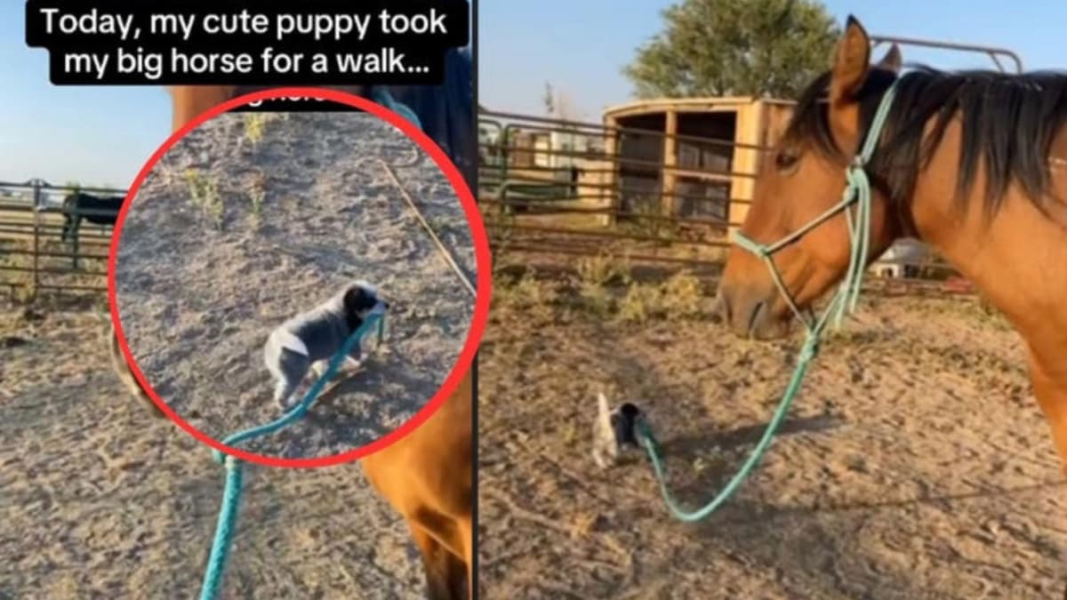 Video: Cachorro intenta sacar a pasear a caballo y se vuelve viral
