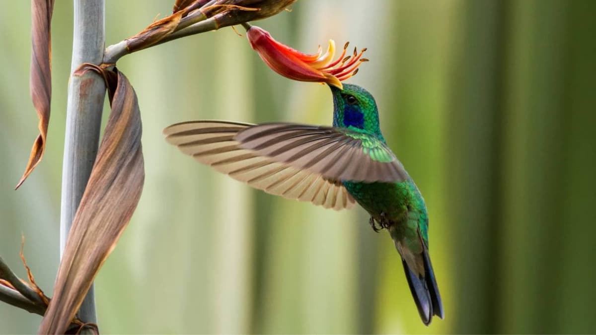 Profepa castigará con hasta nueve años de prisión a quien capture colibríes; los usan para amarres de amor