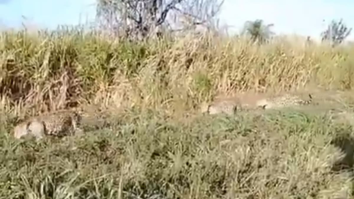 Captan jaguar con sus dos crías paseando en rancho de Tizimín, Yucatán