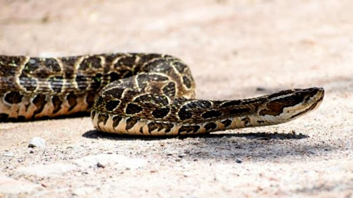 Mujer muere tras la mordedura de una serpiente venenosa en Uruguay