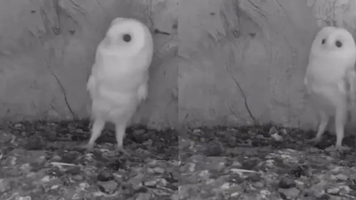 Video: Cría de lechuza se asustar al oír un trueno por primera vez