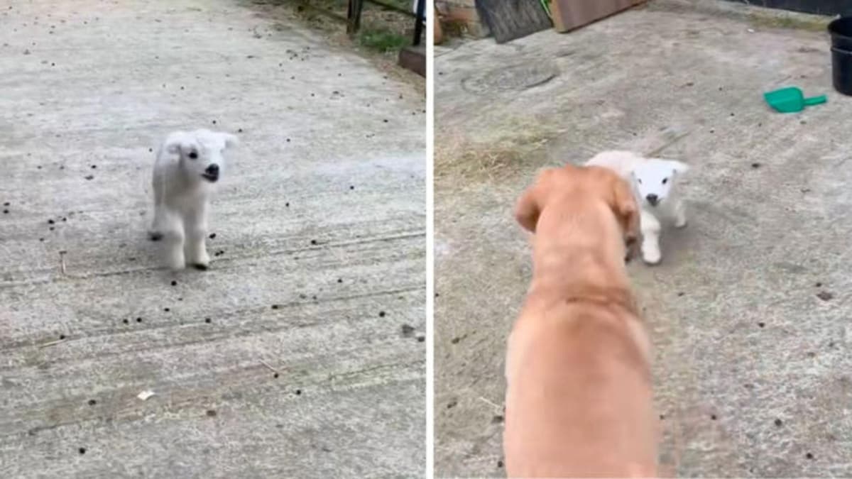 Video: Perro adopta a corderito tras quedar huérfano y ser rechazado por las ovejas