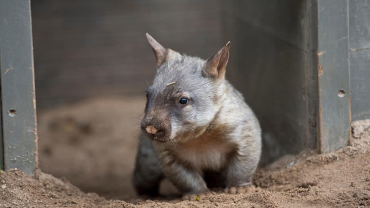 Video: Influencer causa indignación en Australia tras capturar una cría de wómbat solo para tomarse la foto