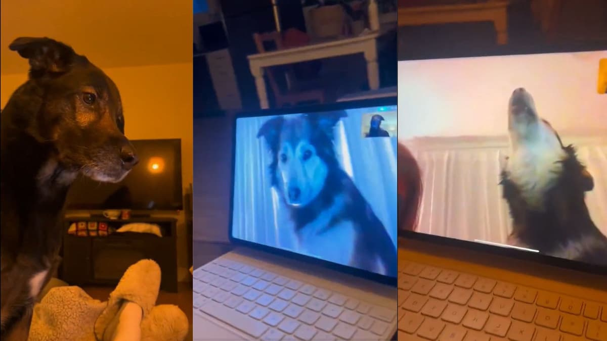 Video: Lloran perritos tras reencontrarse en una videollamada