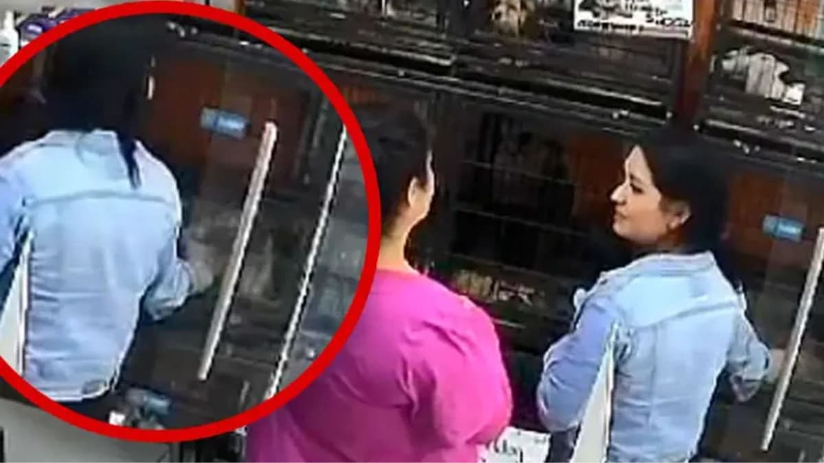 Video: Mujeres roban a dos perritos de una tienda de mascotas en Jalisco