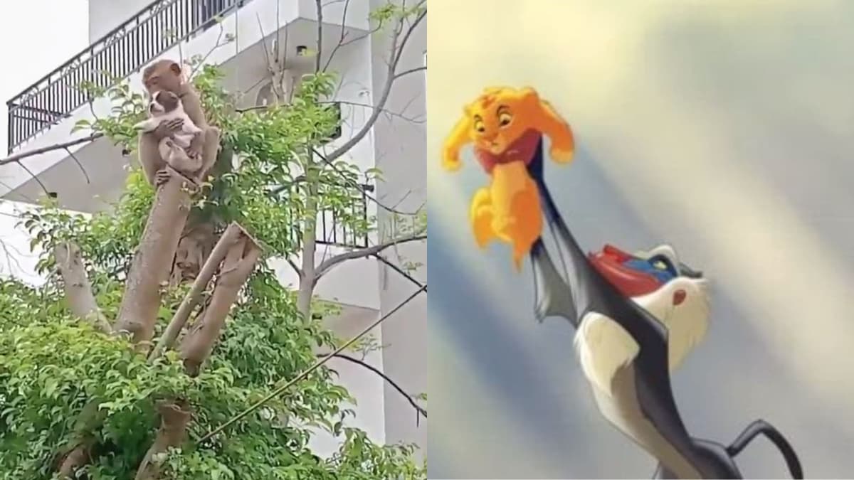 Video: Mono "secuestra" a cachorro y lo sube a la copa de un árbol