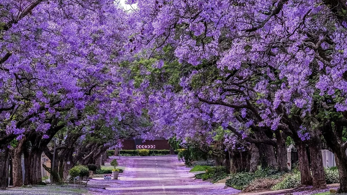 Ricardo Salinas Pliego ofrece 50 mil pesos a quien tome la mejor foto de una jacaranda