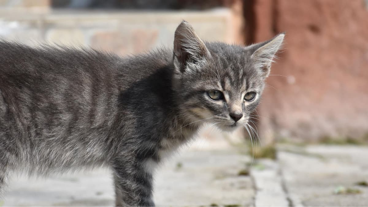 Video: Rescatan a gatito atrapado en el motor de un auto en CDMX