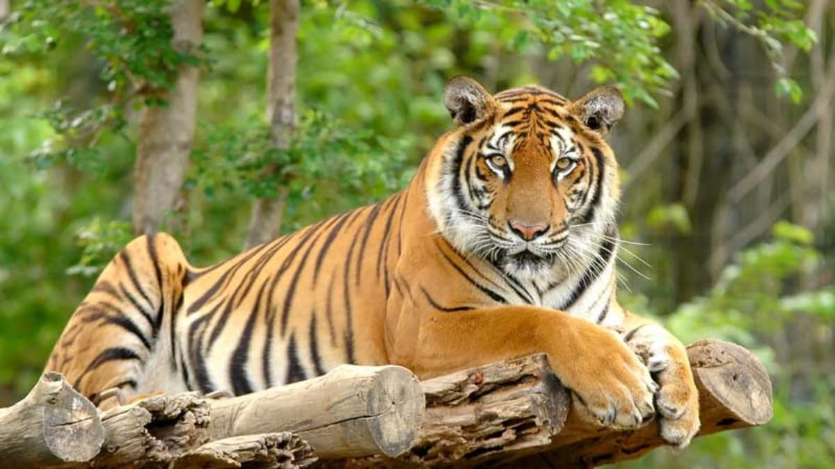 Video: Tigre ataca a domador de circo durante función en Egipto