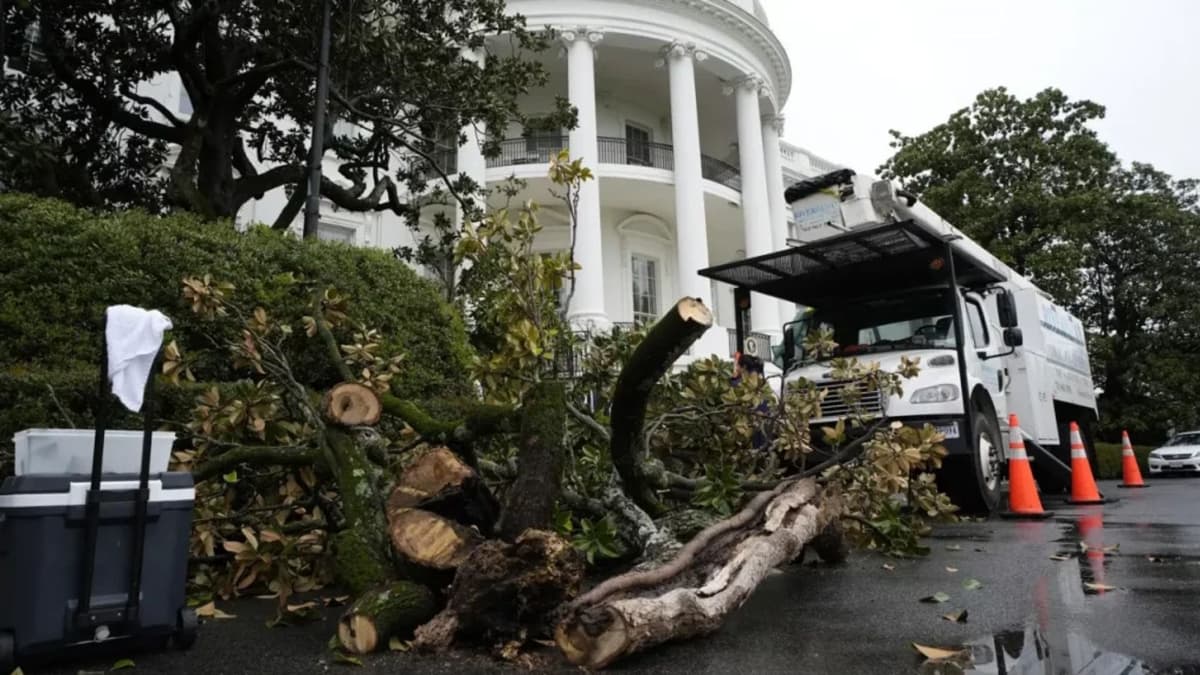 Ordena Donald Trump talar un árbol de casi 200 años en la Casa Blanca