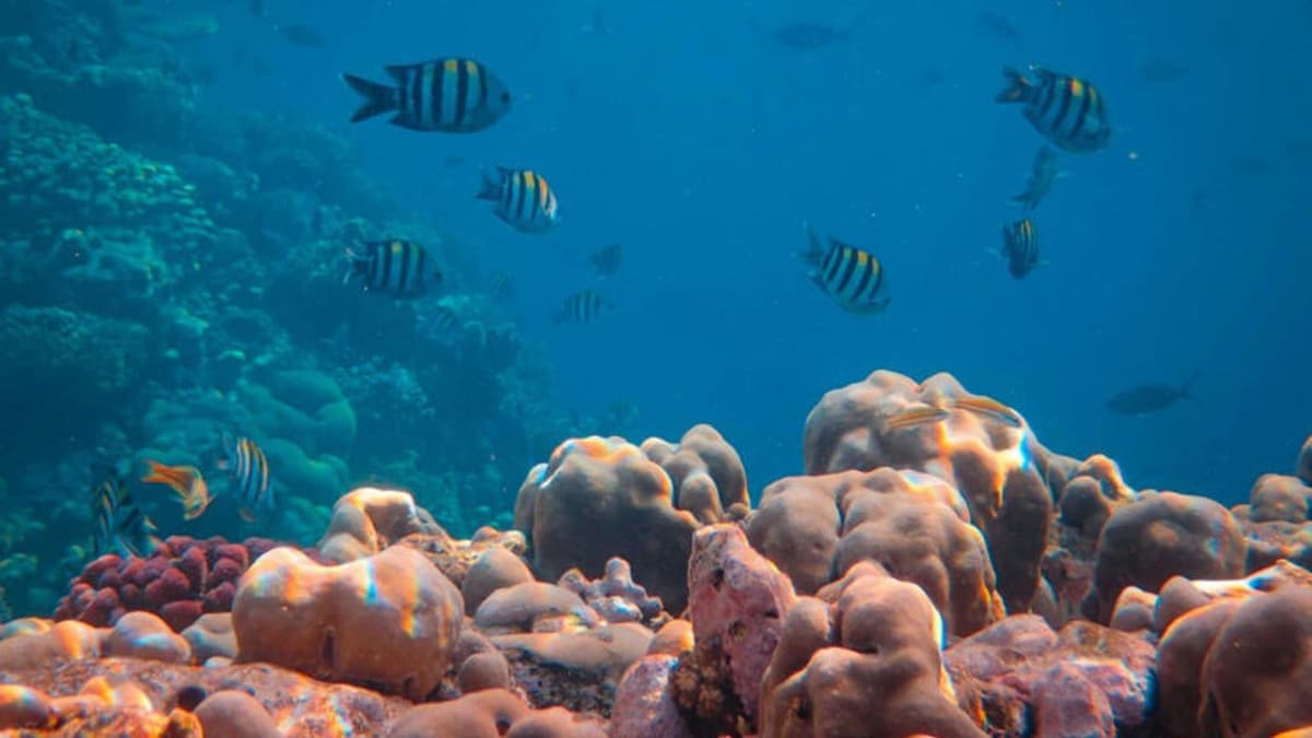 Encuentran en Canadá casi un millón de huevos cerca de un volcán submarino; no saben de qué especie son