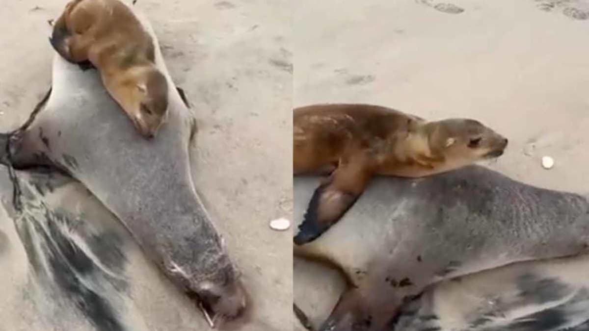 Video: Cría de lobo marino se despide de su madre en playas de Rosarito, Baja California