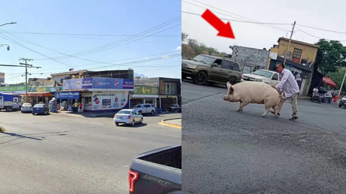 Video: Regios son testigos de un cerdo cruzando la avenida en Monterrey