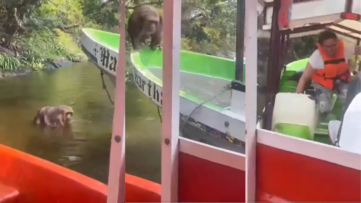 Video: Mono asusta a turistas tras subirse a su embarcación en Veracruz