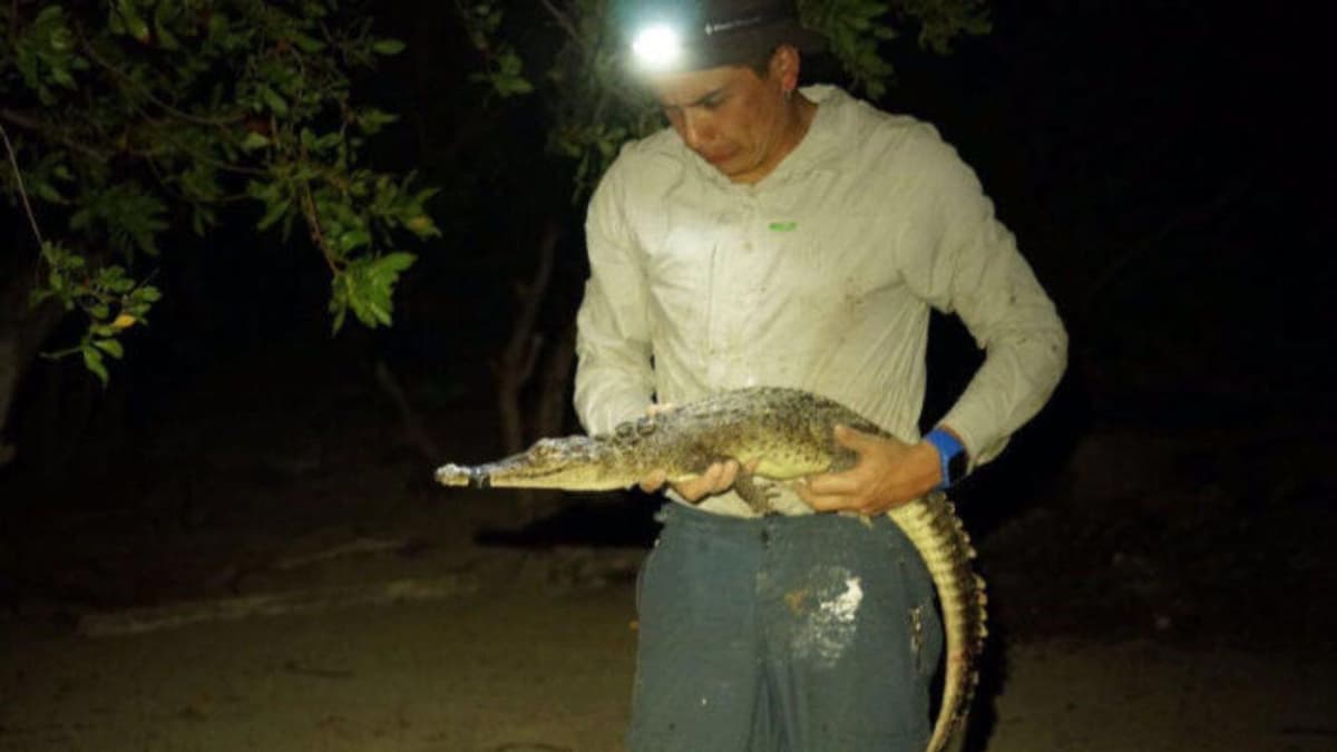 Descubren dos nuevas especies de cocodrilos en Quintana Roo
