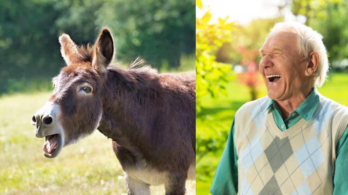 Lanzan concurso de rebuzno en el Edomex por la Feria Nacional del Burro 2025