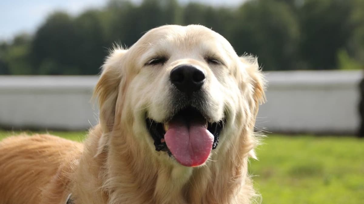 Científicos descubren nuevas capacidades lingüísticas en el cerebro de los perros