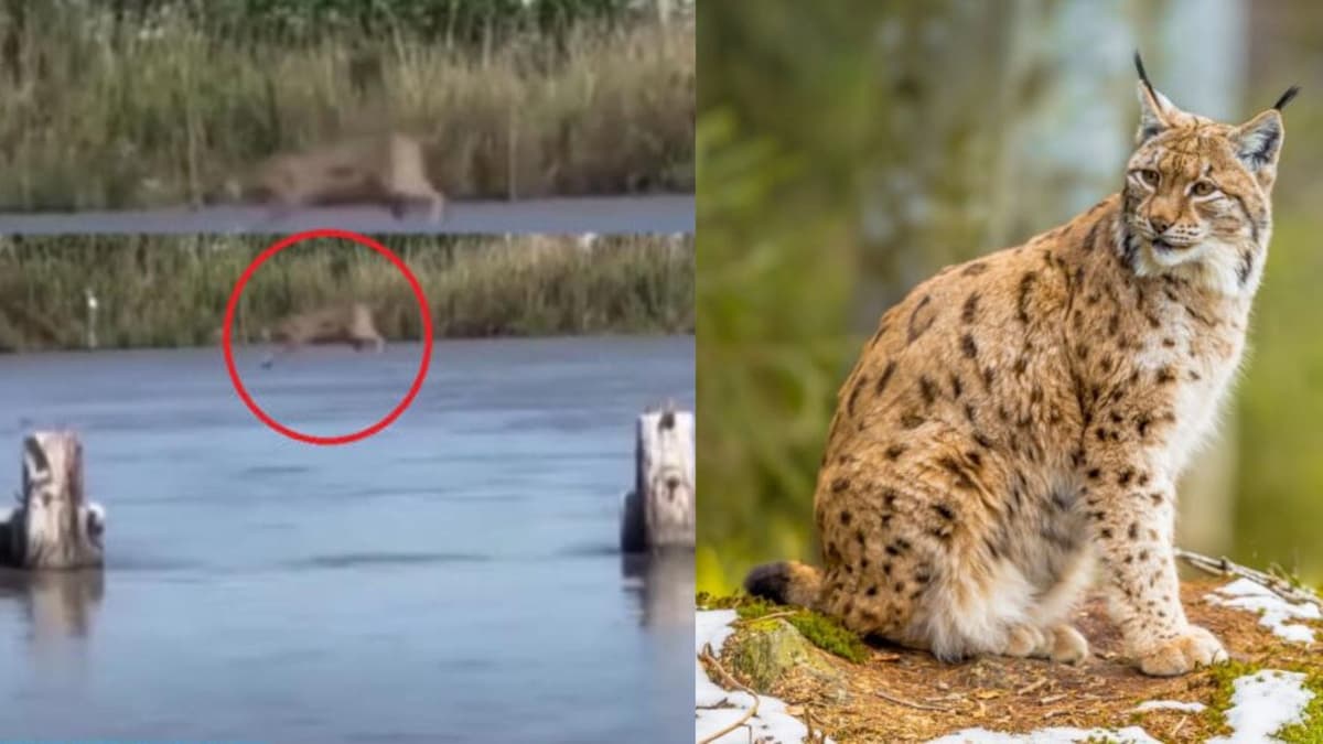 Captan en Campeche a lince cruzando un puente con gran agilidad para evitar caer a un lago