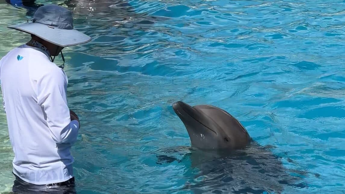 Exigen la reubicación inmediata de cuatro delfines tras la clausura del delfinario Barceló en Riviera Maya