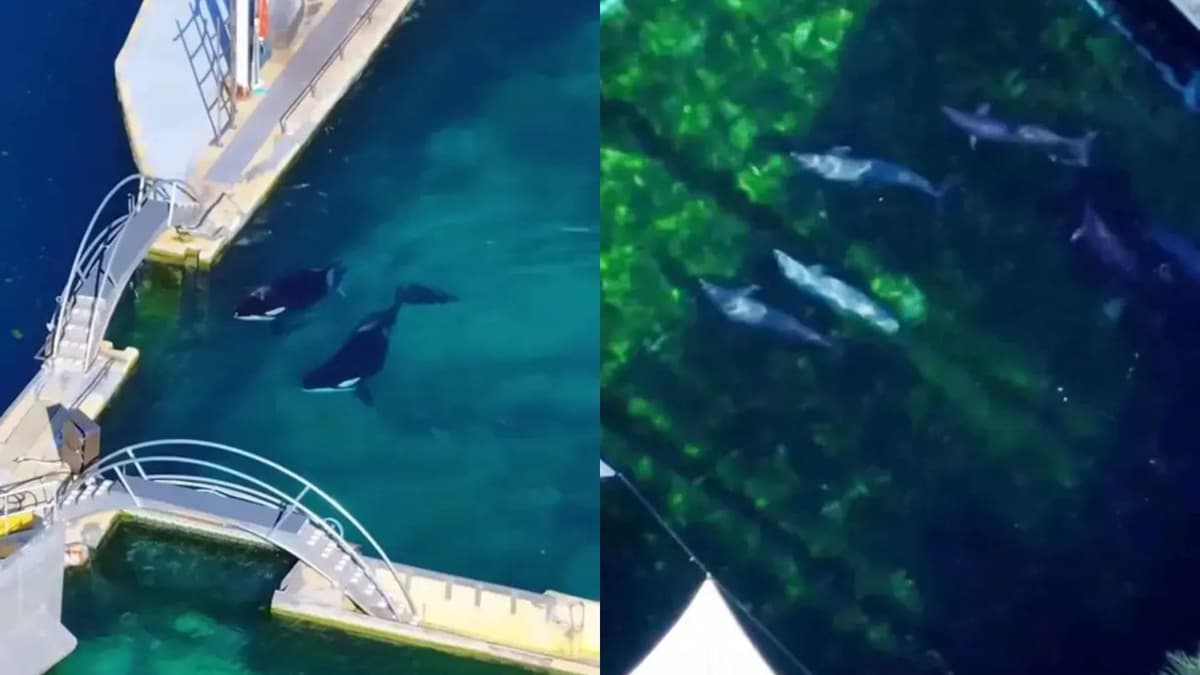 Encuentran a dos orcas y 12 delfines en acuario abandonado en Francia