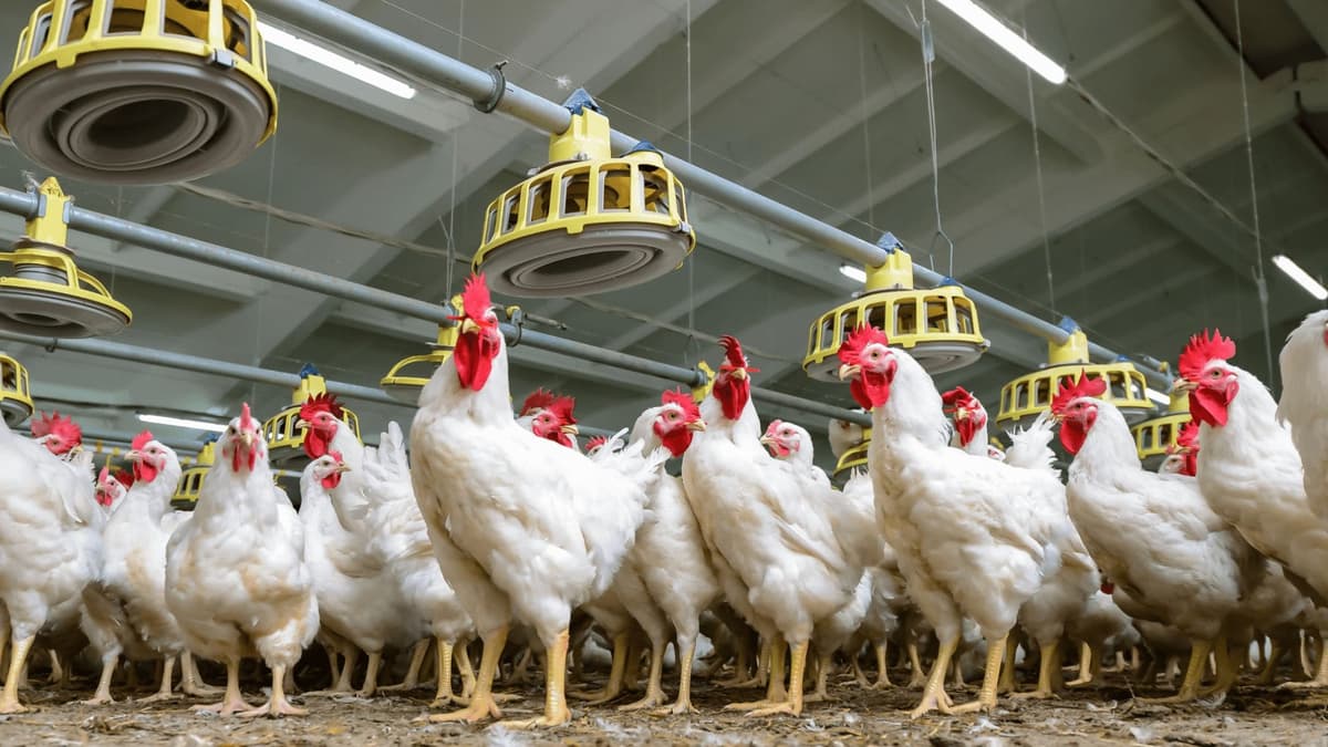 México detiene importaciones de pollo y aves vivas desde Brasil por brote de influenza aviar