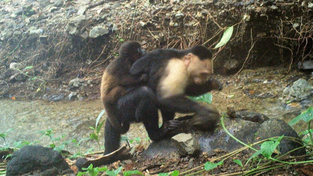 Captan a monos capuchinos robando crías de otras especies en parque nacional de Panamá