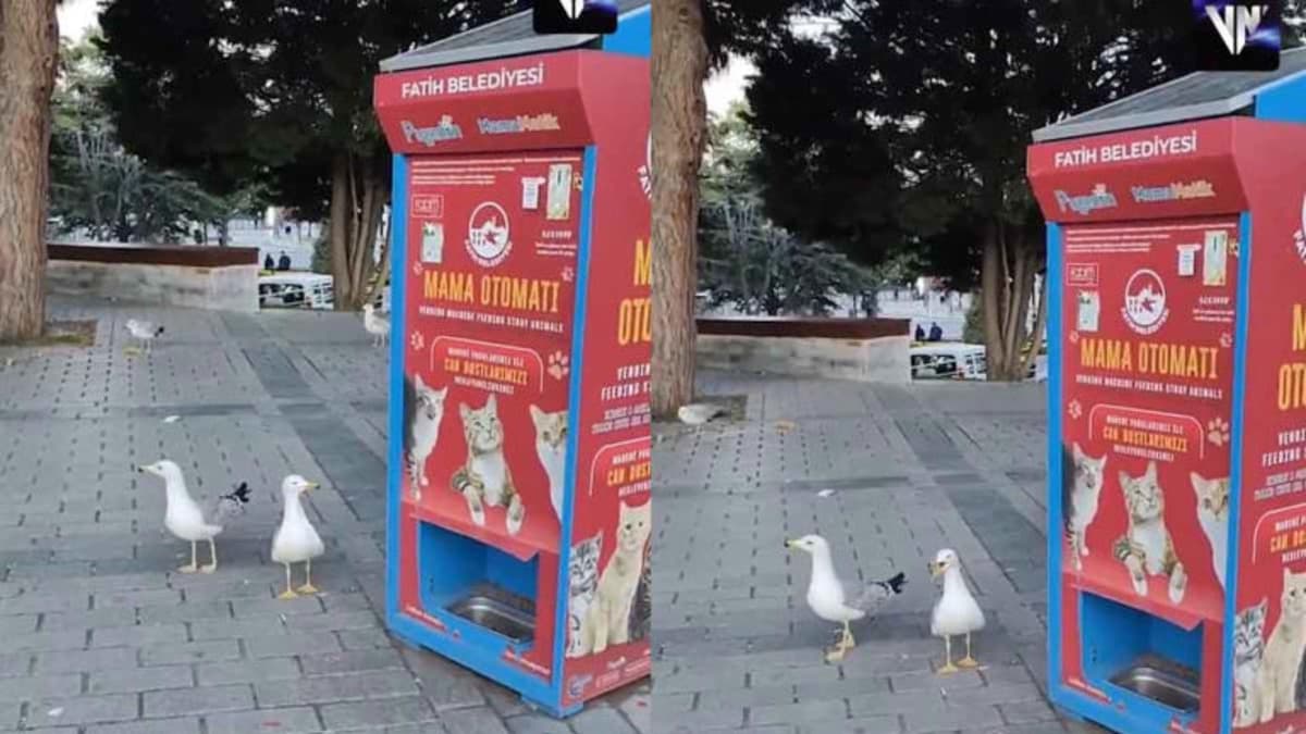Video: Gaviotas aprenden a maullar para conseguir comida en Turquía