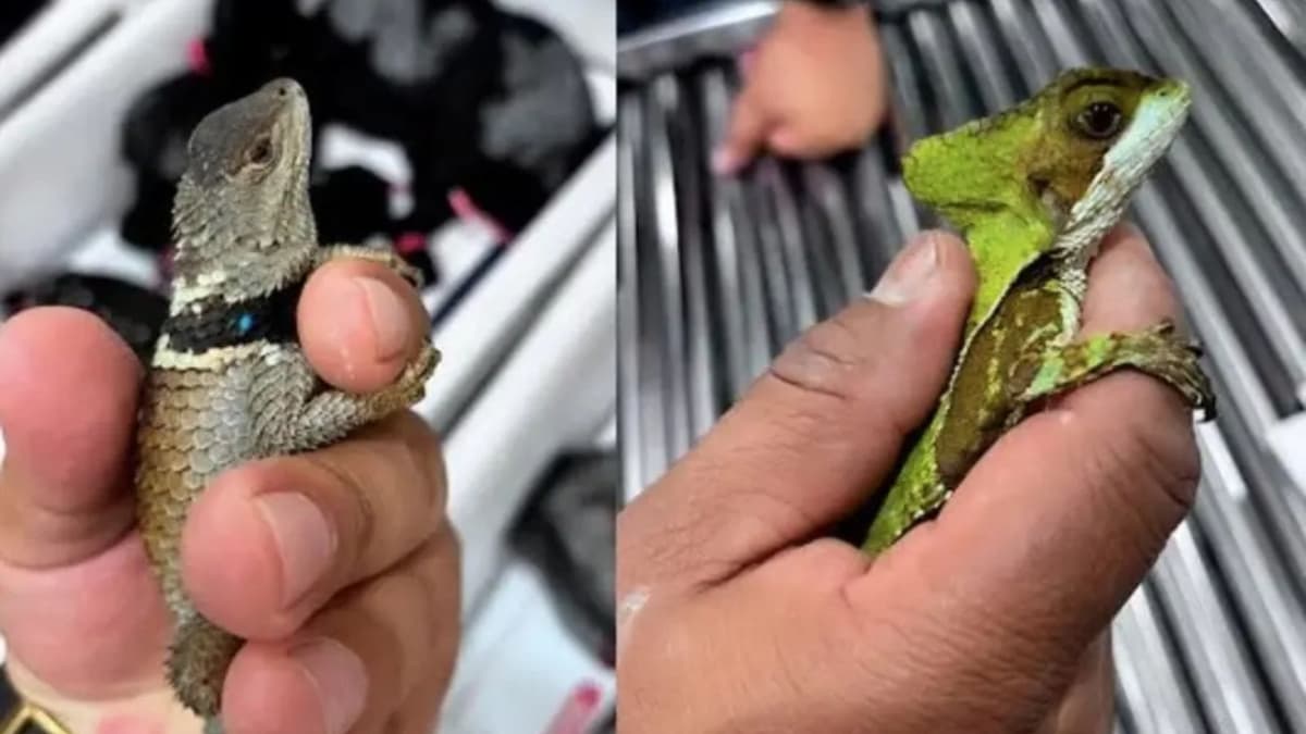 Detienen a traficante de animales en el aeropuerto de la Ciudad de México con 299 reptiles; iba a Japón