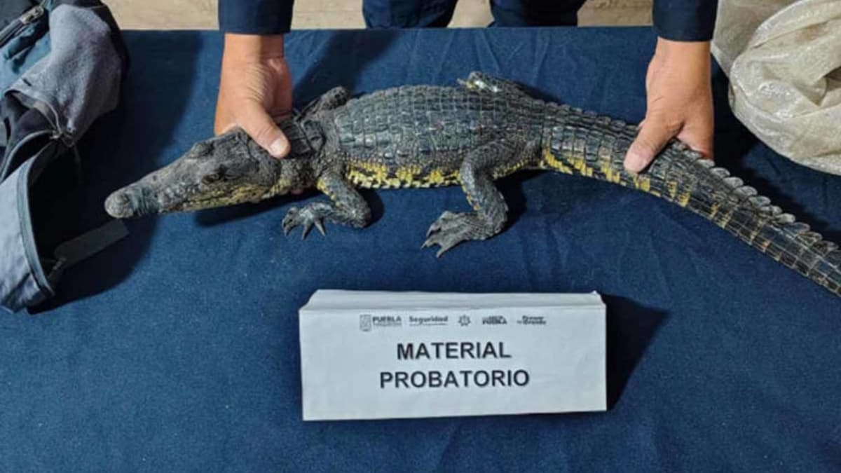 Hallan cocodrilo en mochila abandonada en el Zócalo de Puebla