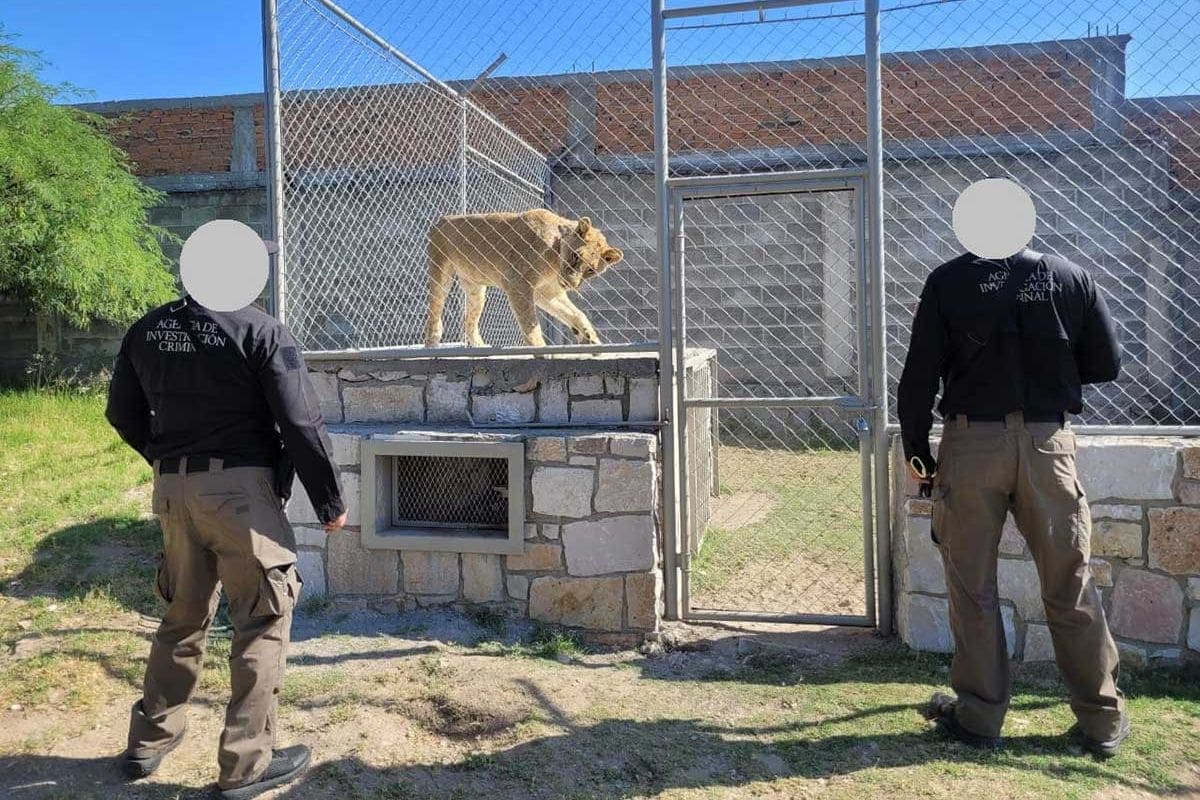 Autoridades aseguran especies exóticas en zoológico clandestino en Durango