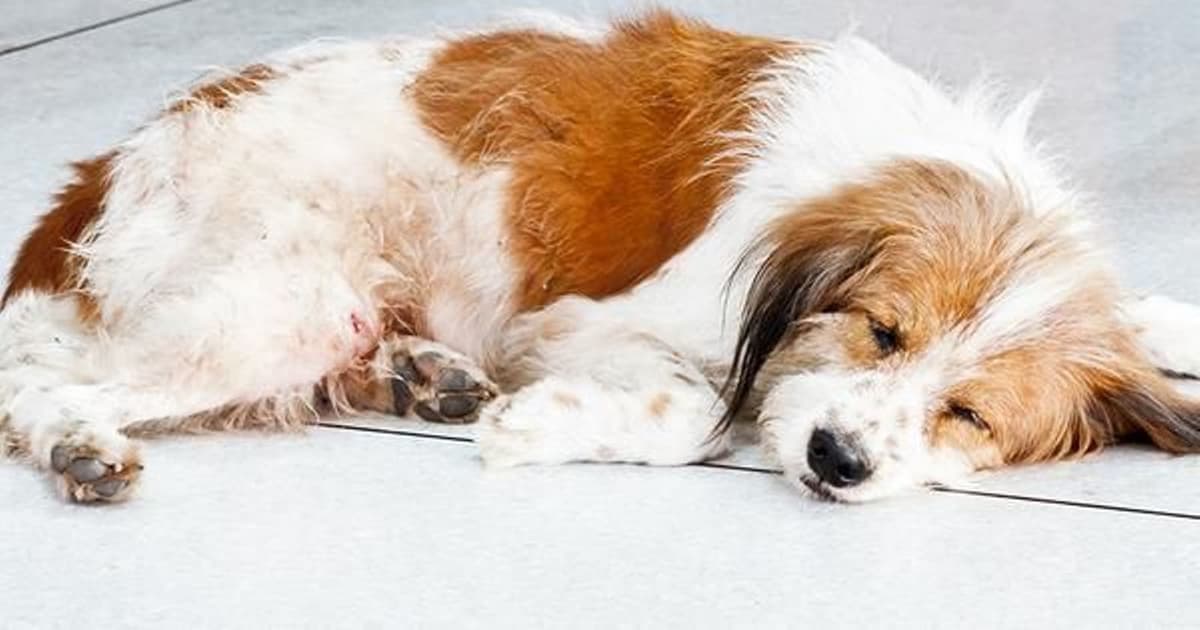 Video: Adulto mayor ahorca a perrita en Colombia tras descubrir que se comió su almuerzo