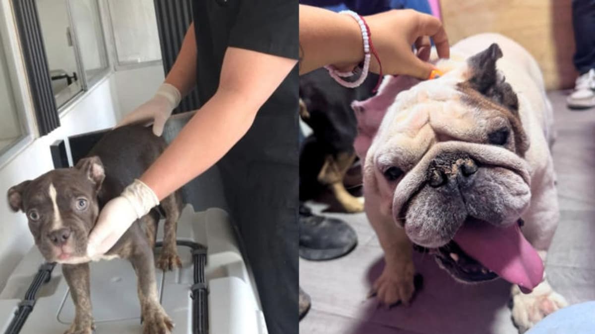 Hallan a 29 perros que vivían hacinados en un criadero clandestino en Chihuahua