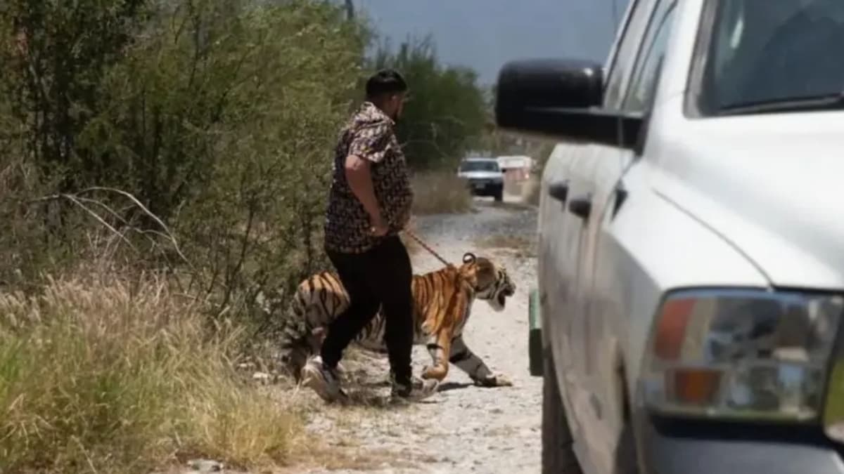 Video: Capturan a tigre de bengala que deambulaba por calles de Nuevo León