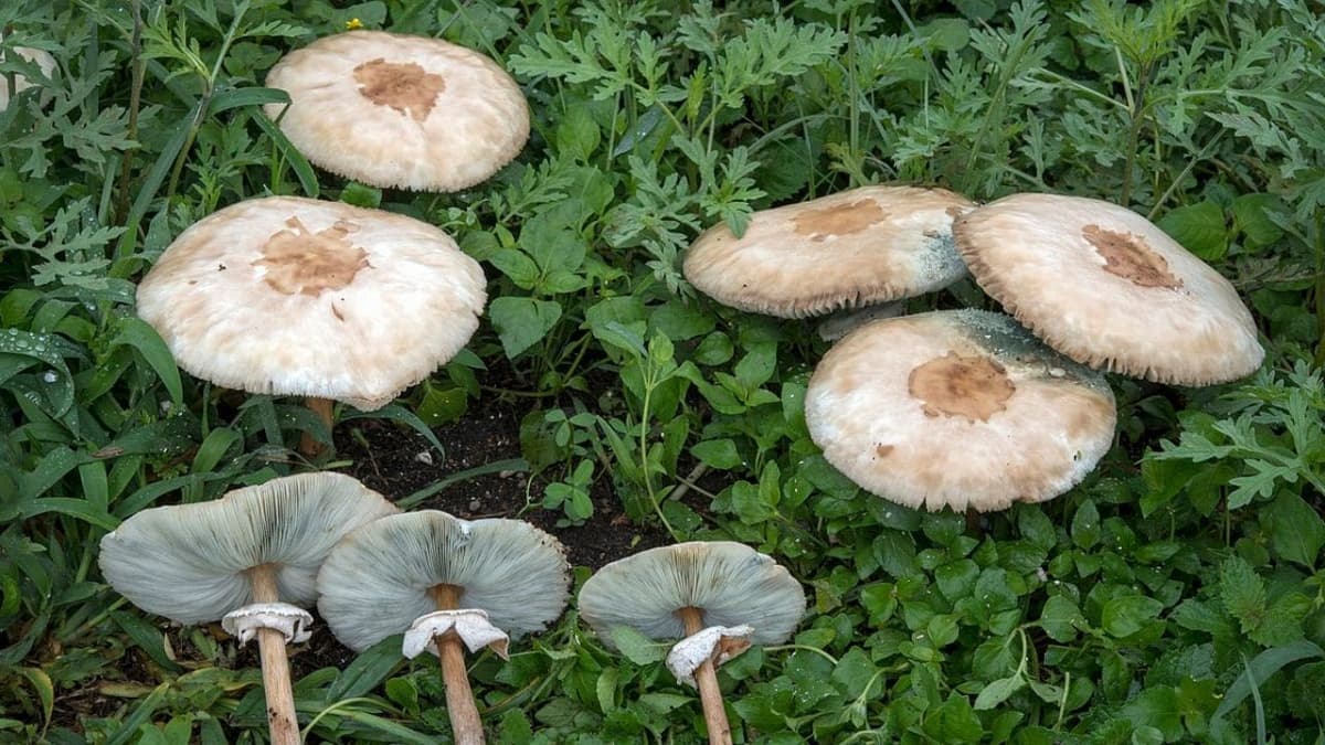 Se intoxican tres jóvenes tras consumir hongos venenosos en Chiapas