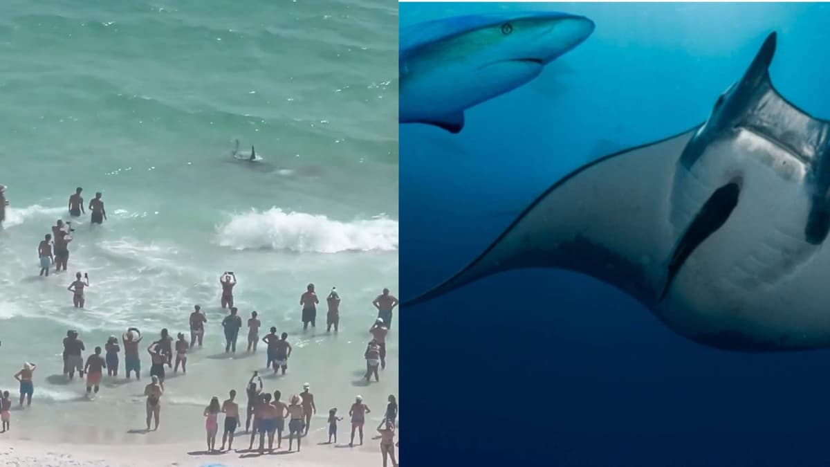 Video: Enfrentamiento entre mantarraya y tiburón capta la atención de decenas de bañistas en Florida, Estados Unidos