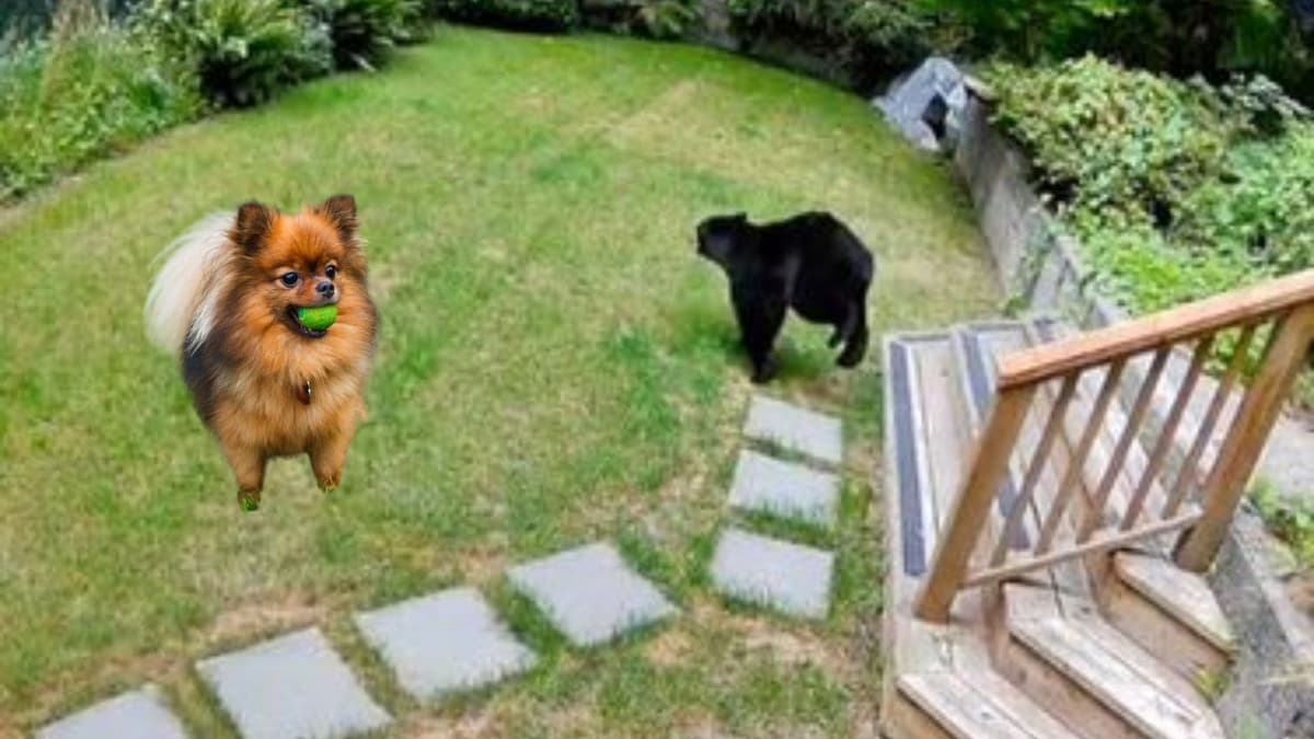 Video: Oso es ahuyentado de una casa por un perrito Pomerania en Canadá
