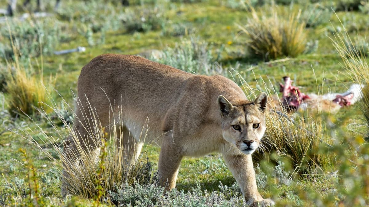 Puma ataca a niña de 11 años en California, Estados Unidos