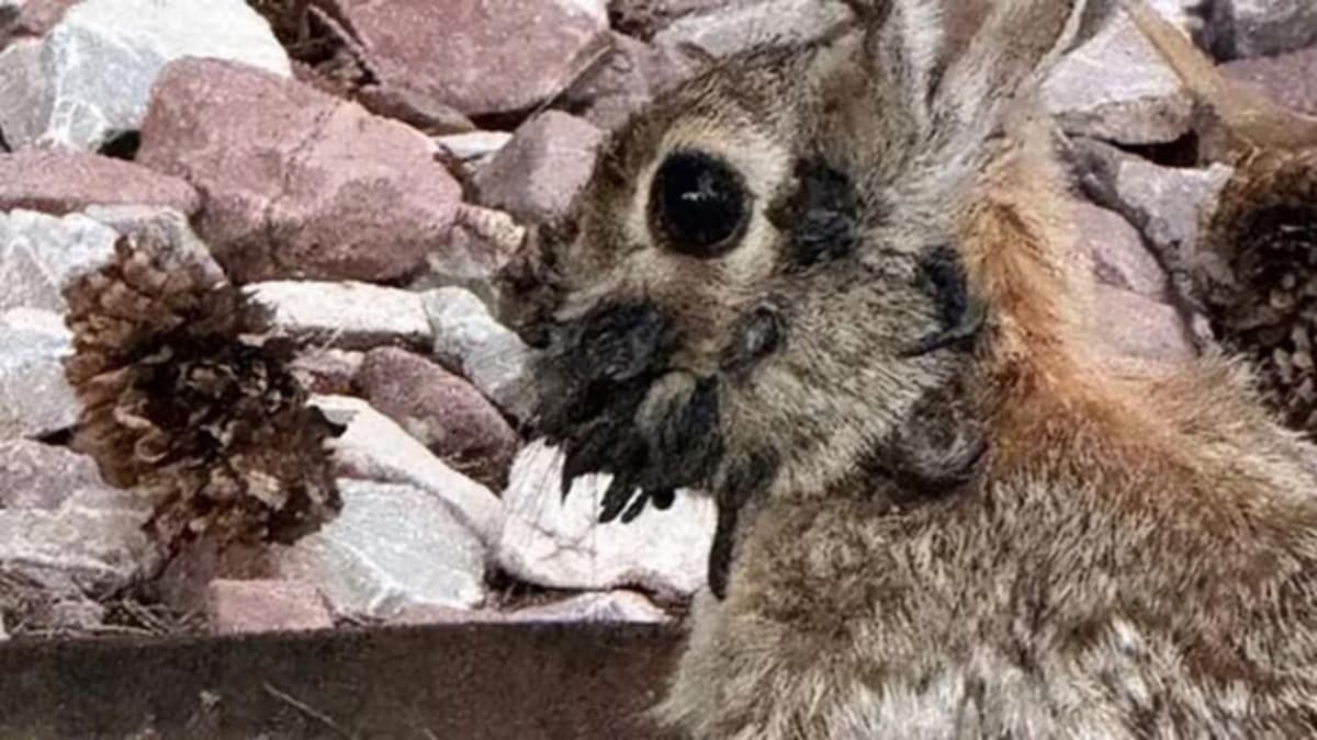 Hallan conejos salvajes con "tentáculos" en la cabeza en Estados Unidos