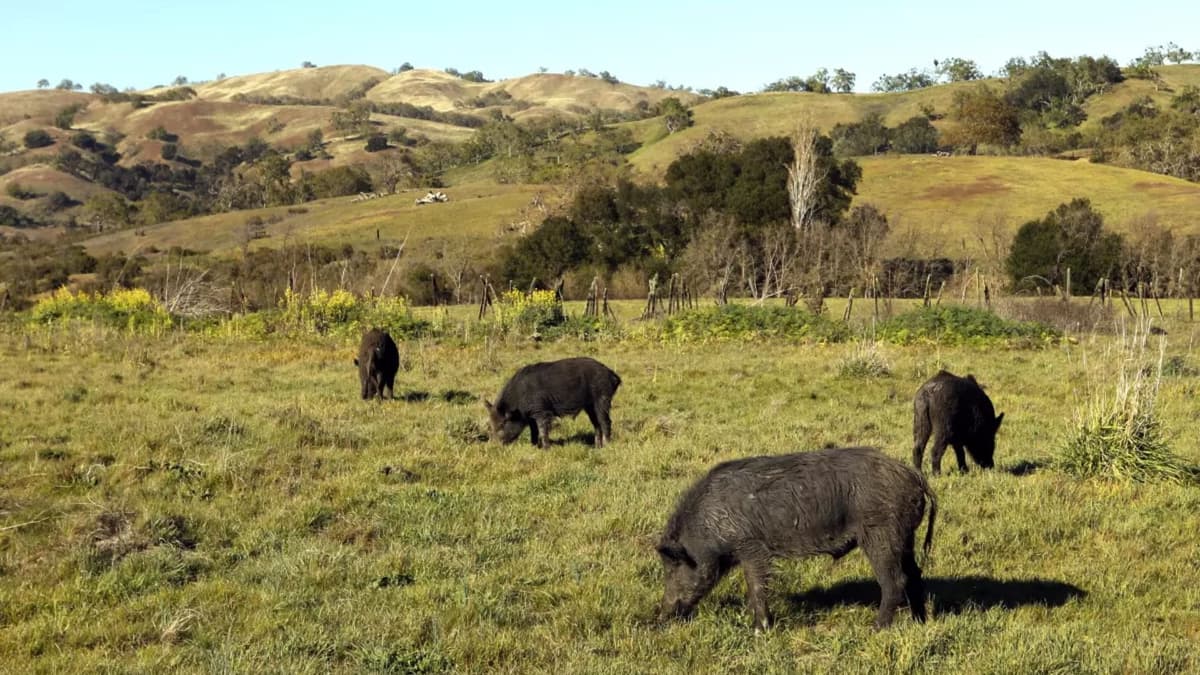 Aparecen cerdos salvajes con carne de color azul neón en California, Estados Unidos