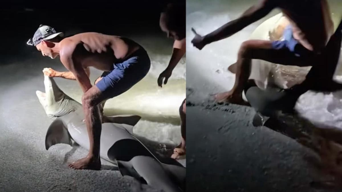 Video: Hombre es mordido por un tiburón limón mientras posaba para una foto en Florida, Estados Unidos